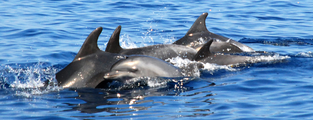Isola di Capraia: Delfini