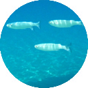 Isola di Capraia: Snorkeling