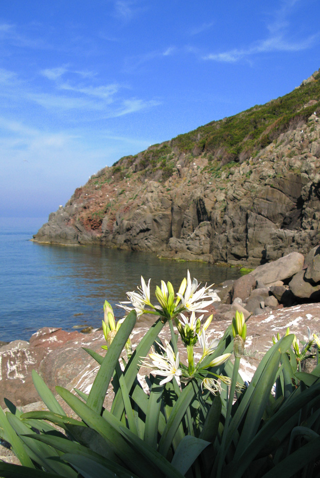 Isola di Capraia: Escursioni, Sentieri e Trekking. Fiori e Frutti: Giglio Stella