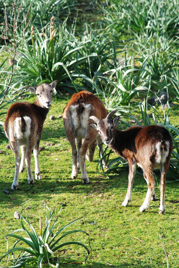 Isola di Capraia: Escursioni, Sentieri e Trekking. Fauna: Mufloni