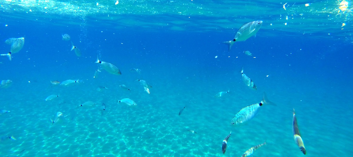 Isola di Capraia: Snorkeling
