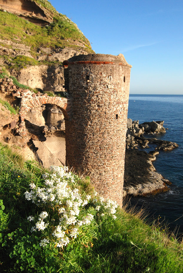 Isola di Capraia: Fiori Isola di Capraia: Fiori