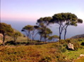 pineta colonia