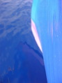 prua poseidon