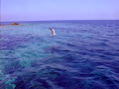 volo del corso6