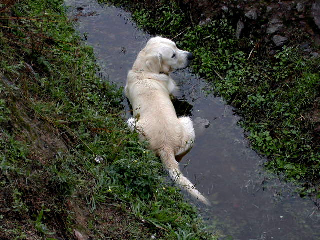 Loading Image