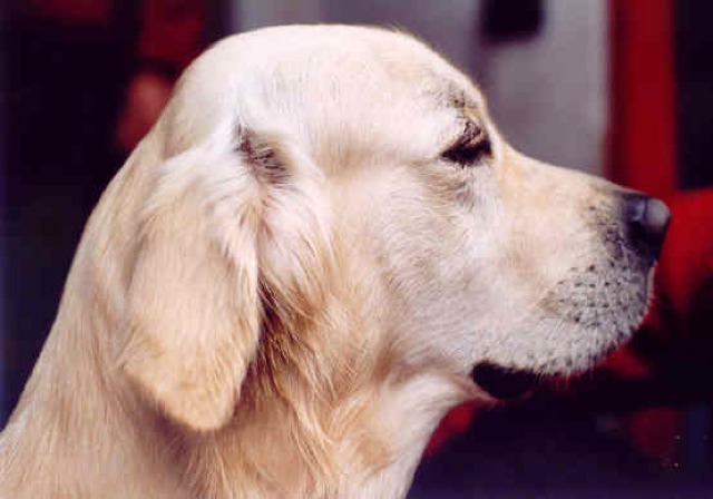 Loading Image